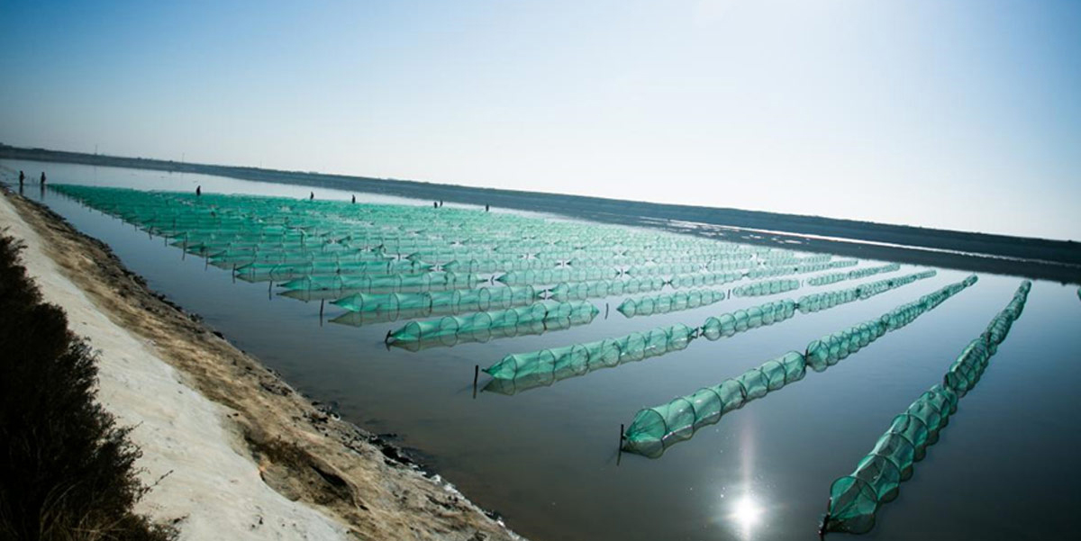 凌海市達蓮海珍品養殖有限責任公司發展歷程